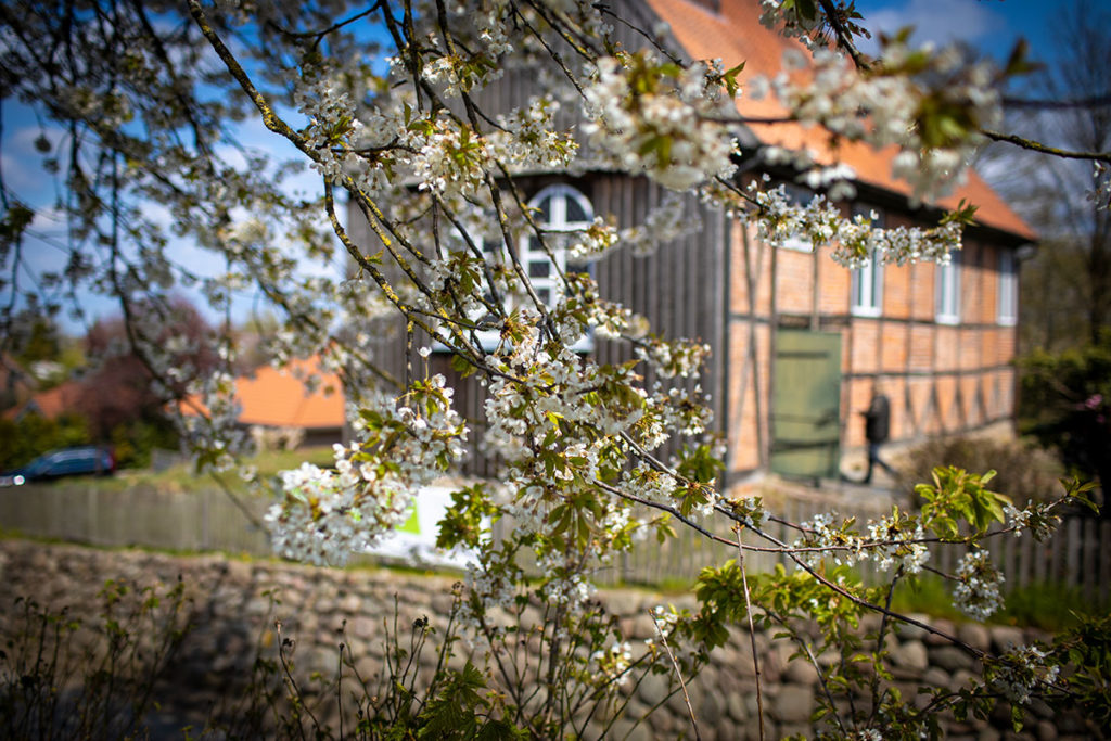 Kirschblüte vor der Kirche, Foto: Sandra Schink